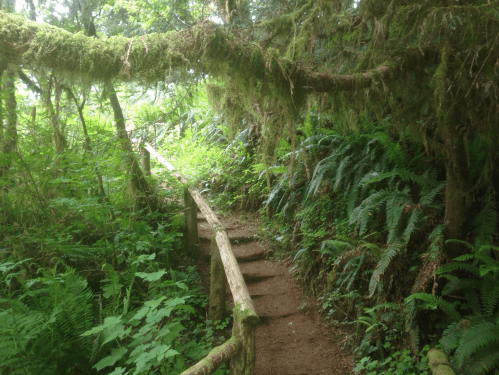 A winding forest path surrounded by lush greenery and ferns, with a wooden railing along the trail.