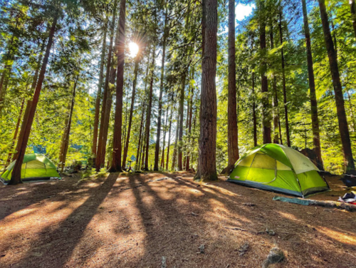 Two green tents nestled among tall trees, with sunlight filtering through the forest, casting long shadows on the ground.