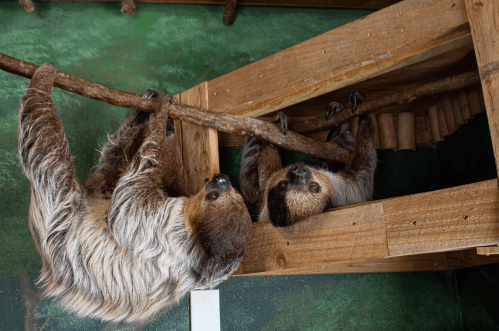 Two sloths hanging upside down from a wooden structure, with one peering into a small opening.