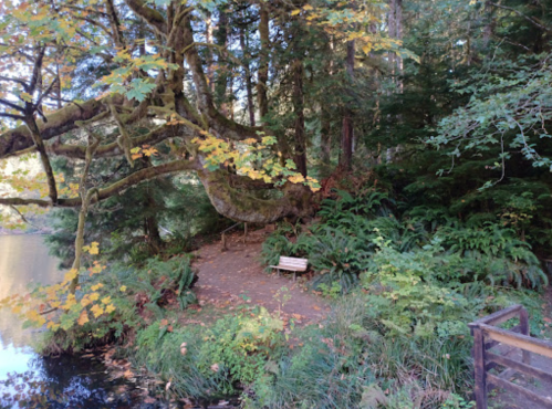 A serene forest scene with a bench by a calm lake, surrounded by lush greenery and autumn leaves.