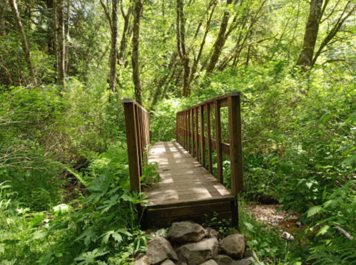A wooden bridge surrounded by lush greenery and trees, leading into a serene forested area.