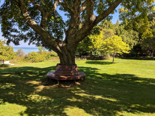 A large tree with a wooden bench wrapped around its base, set in a grassy area with a view of the water.