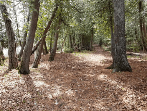 A serene forest path lined with trees and covered in fallen leaves, dappled sunlight filtering through the branches.