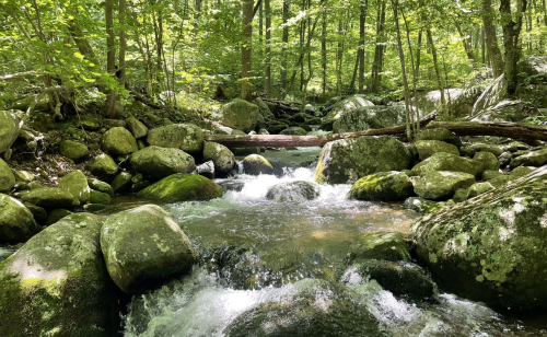 A serene forest stream flows over moss-covered rocks, surrounded by lush green trees and dappled sunlight.