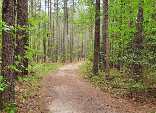 A winding dirt path through a lush green forest with tall trees on either side.