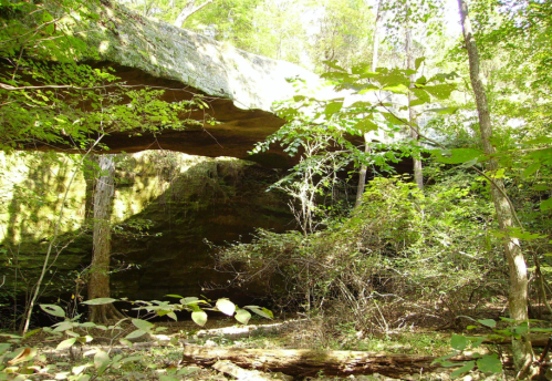 A natural rock formation with a large overhang surrounded by trees and dense greenery in a forested area.