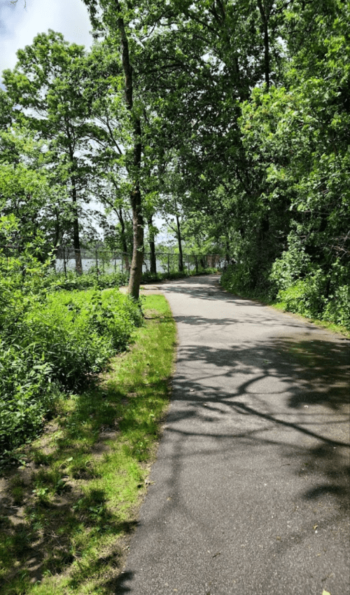 A winding path through a lush green forest, surrounded by trees and foliage on a sunny day.