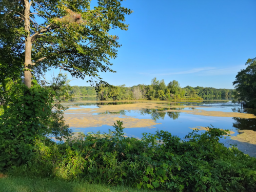 A serene lake surrounded by lush greenery and trees, reflecting the clear blue sky and distant hills.
