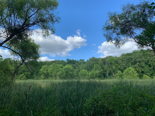 Lush green landscape with tall grasses, trees, and a bright blue sky dotted with fluffy white clouds.