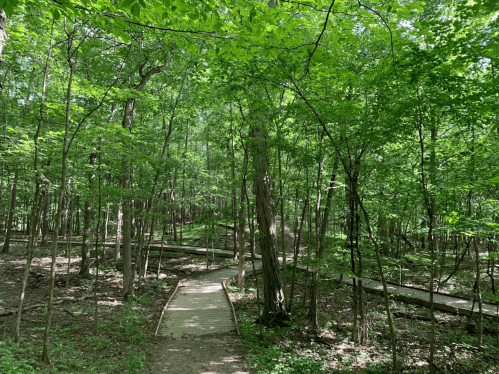 A winding path through a lush green forest, surrounded by tall trees and dappled sunlight.