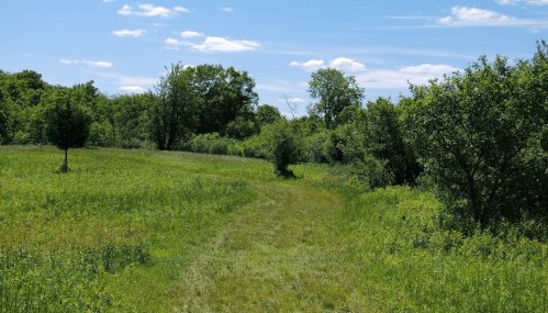 A grassy path winds through a lush green landscape with trees under a bright blue sky.