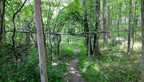 A wooded path surrounded by lush greenery and trees, with branches forming an archway overhead.