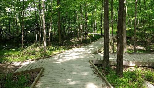 A wooden boardwalk winding through a lush green forest with trees and sunlight filtering through the leaves.