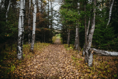 A serene forest path lined with birch trees and scattered autumn leaves, leading into a lush green area.