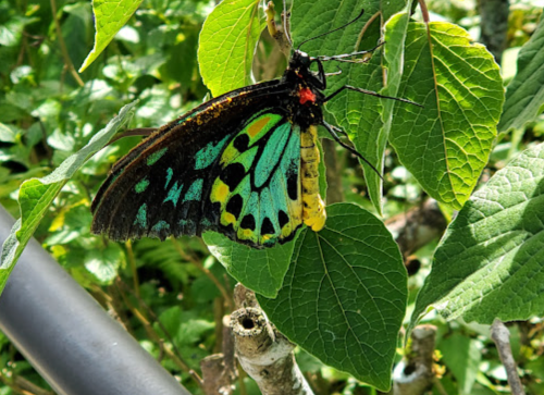 A vibrant butterfly with green and black wings resting on green leaves, showcasing its colorful patterns.
