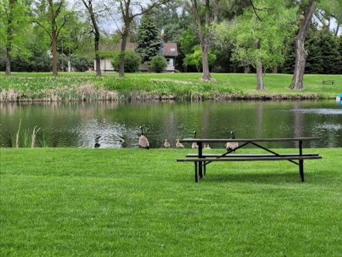 A peaceful park scene with a pond, green grass, and a picnic table, featuring ducks by the water's edge.