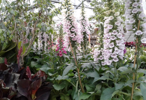 A vibrant greenhouse filled with tall, blooming foxglove flowers among lush green foliage.