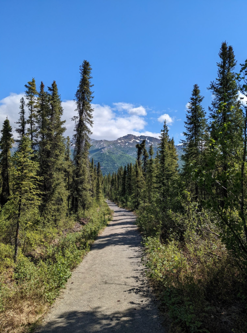 A dirt path winds through tall trees, leading to mountains under a clear blue sky.