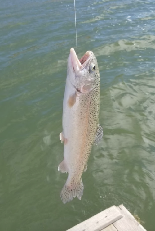 A rainbow trout caught on a fishing line, hanging above the water's surface.