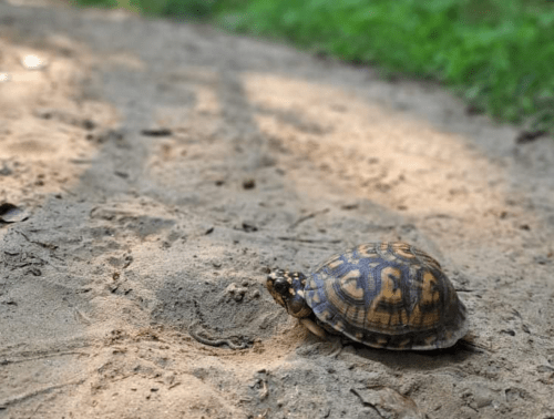 A turtle slowly moves across a sandy path surrounded by green grass.