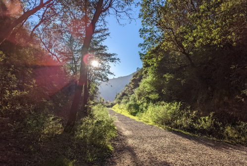 A sunlit gravel path surrounded by trees and greenery, leading into a mountainous landscape.