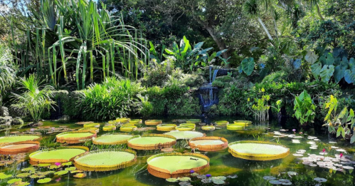 A serene pond filled with large lily pads, surrounded by lush greenery and a small waterfall in the background.