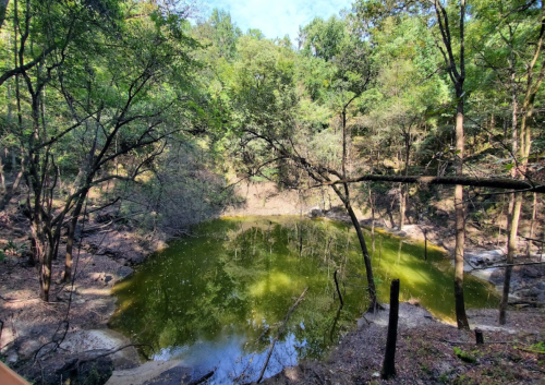 A serene pond surrounded by lush greenery and trees, reflecting the blue sky above.