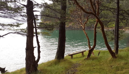 A serene lakeside scene with trees, a bench, and calm green water surrounded by lush grass and foliage.