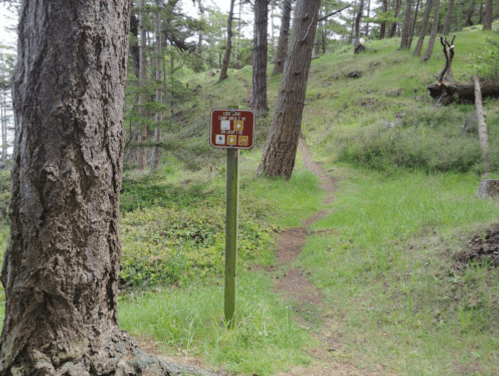 A trail sign stands beside a grassy path winding through a forest of tall trees.