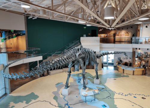 A large dinosaur skeleton displayed in a museum, with a green wall and informational area in the background.