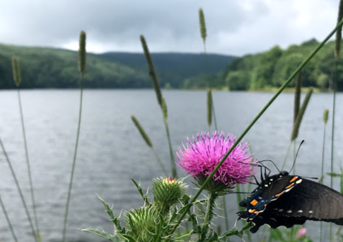 A butterfly rests on a pink thistle flower by a calm lake, surrounded by green hills and cloudy skies.
