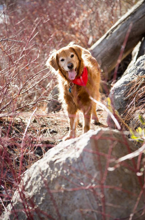 A golden retriever wearing a red bandana stands on a rock surrounded by dry bushes and trees.