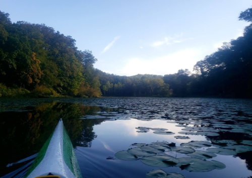 A serene lake scene with lily pads, surrounded by trees, viewed from a kayak under a clear sky.