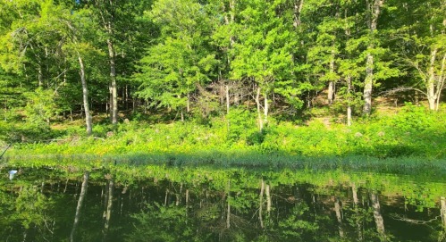 Lush green trees and foliage reflected in calm water, creating a serene natural landscape.