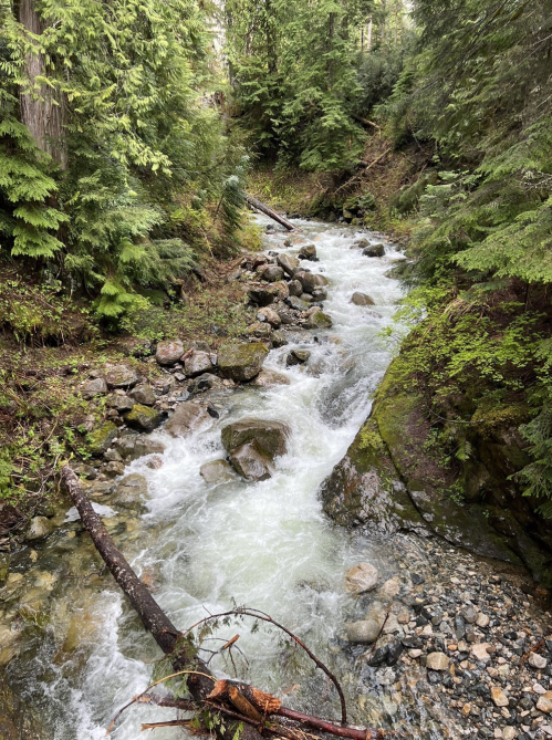 A flowing river surrounded by lush green trees and rocky terrain in a serene forest setting.