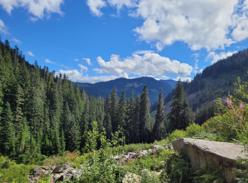 A scenic view of a lush green forest with mountains and a blue sky dotted with clouds.