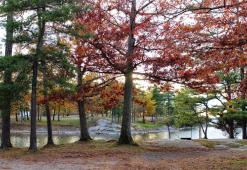 A serene park scene with colorful autumn trees and a calm water body in the background.