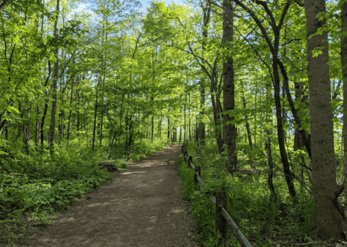 A serene forest path lined with vibrant green trees and lush foliage under a clear blue sky.