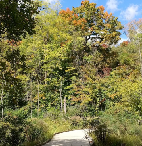A winding path through a vibrant forest with trees displaying autumn colors under a blue sky.