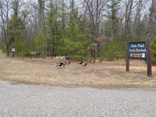A scenic overlook sign at Foote Pond, with wild turkeys walking on a grassy area surrounded by trees.