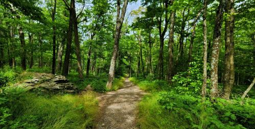 A winding gravel path through a lush green forest with tall trees and vibrant foliage.