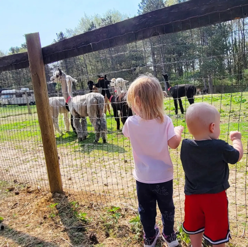 Two children watch a group of llamas and alpacas through a fence on a sunny day.