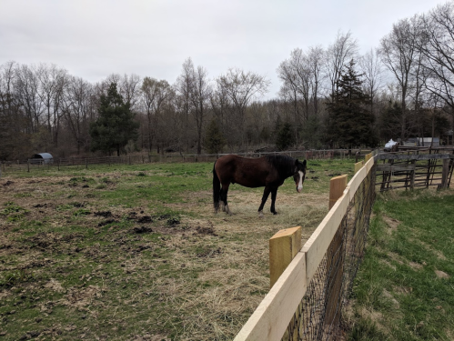 A brown horse stands in a grassy field near a wooden fence, surrounded by trees and a cloudy sky.