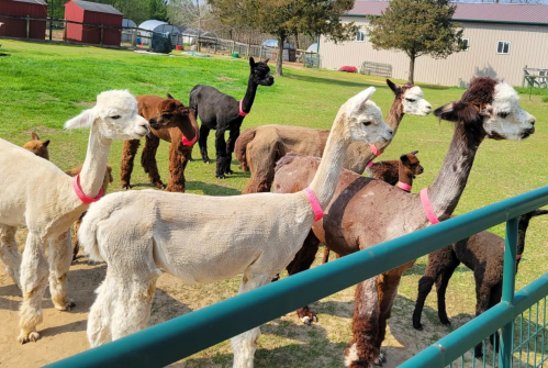 A group of alpacas with various colors and styles, wearing pink harnesses, standing in a grassy area near a fence.