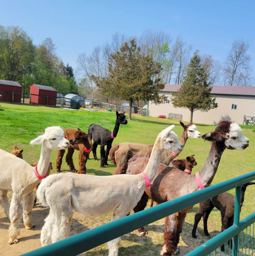 A group of alpacas in various colors stands in a grassy area near a fence, with barns in the background.