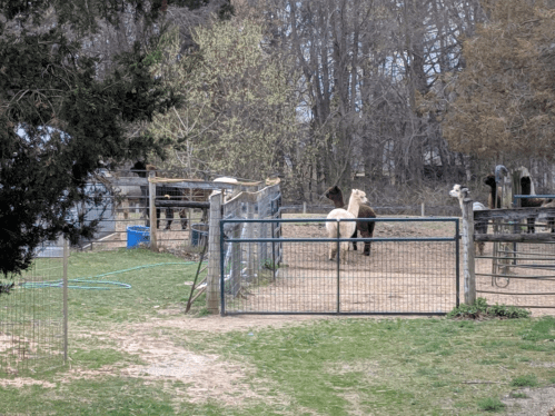 Two ponies in a fenced area, surrounded by trees and other animals in the background.