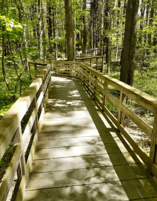 A wooden boardwalk winding through a lush green forest, surrounded by trees and dappled sunlight.