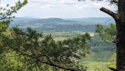 A scenic view of rolling green hills and valleys under a partly cloudy sky, framed by pine branches in the foreground.