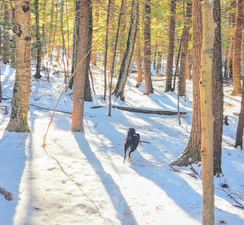 A dog walks through a snowy forest, surrounded by tall trees and autumn leaves. Sunlight filters through the branches.
