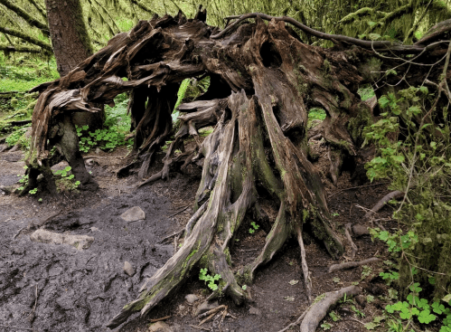 A gnarled tree stump with exposed roots, surrounded by lush greenery and a muddy path in a forest setting.